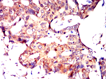 MAP4K3 Antibody
