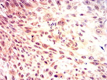 MAP4K3 Antibody