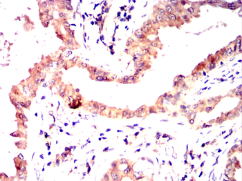 MAP4K3 Antibody
