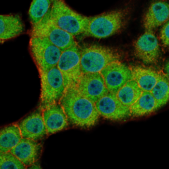 RAB11A Antibody
