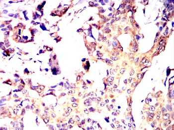 RAB11A Antibody