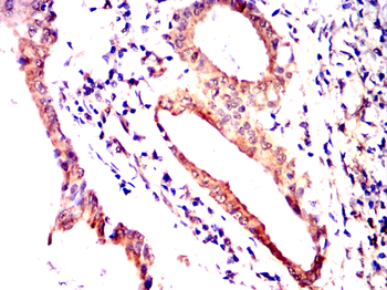 RAB11A Antibody