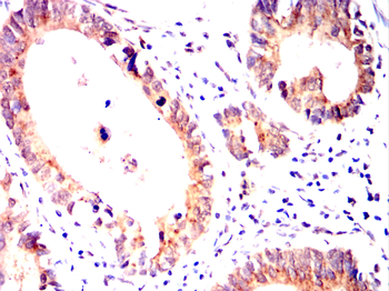 RAB11A Antibody