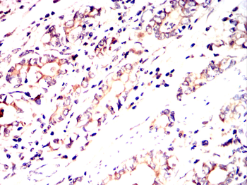 RAB11A Antibody