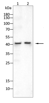 TOR1A Antibody