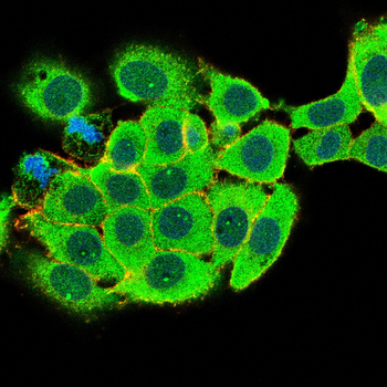 FGA Antibody