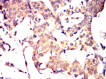 FGA Antibody