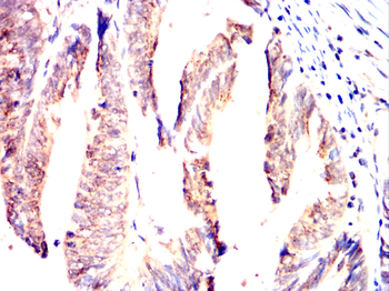 FGA Antibody