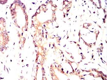 FGA Antibody