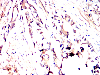 FGA Antibody
