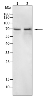 FGA Antibody