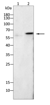 GSTA1 Antibody