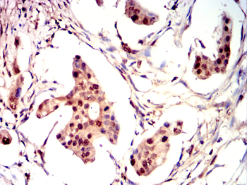 LGALS3 Antibody