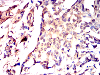 LGALS3 Antibody