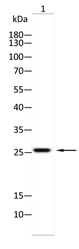 LGALS3 Antibody