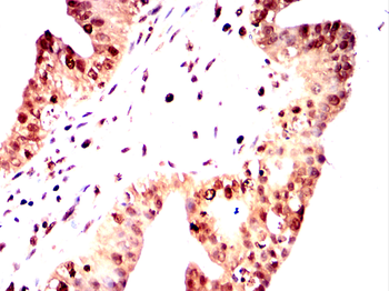 AHNAK Antibody