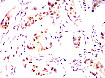 AHNAK Antibody