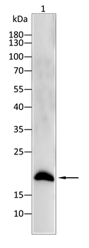 AHNAK Antibody