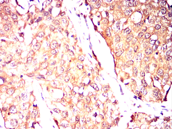 PRKAB1 Antibody