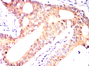 PRKAB1 Antibody