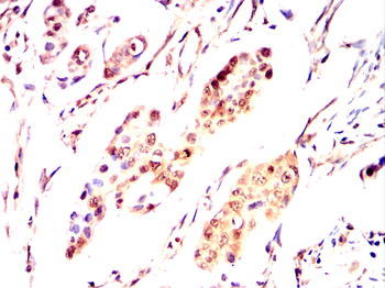 PRKAB1 Antibody