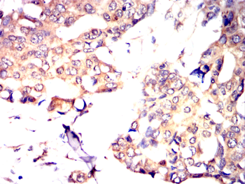 CNOT4 Antibody