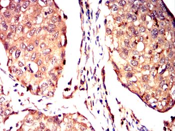 CNOT4 Antibody