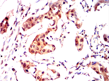 CNOT4 Antibody