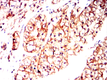 CNOT4 Antibody