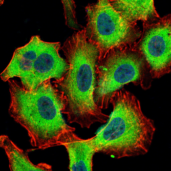 ADAMTS4 Antibody