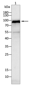 ADAMTS4 Antibody