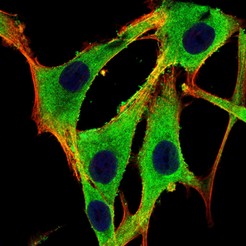 CDCA8 Antibody