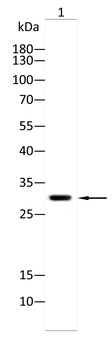 CDCA8 Antibody