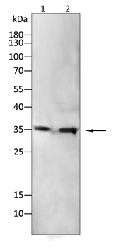 CDCA8 Antibody