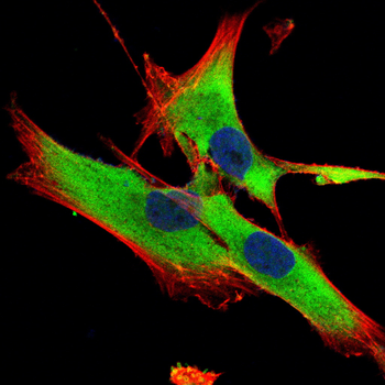 GJC2 Antibody
