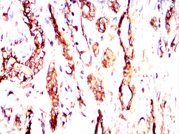 GJC2 Antibody
