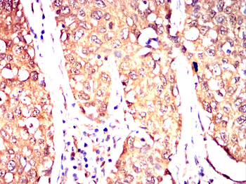 GJC2 Antibody