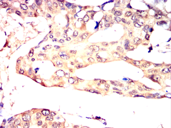 HNMT Antibody