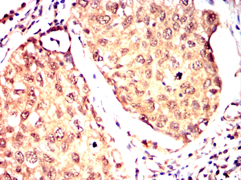 HNMT Antibody