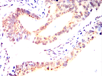 HNMT Antibody