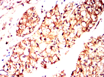 HNMT Antibody