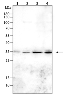 HNMT Antibody