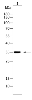 HNMT Antibody