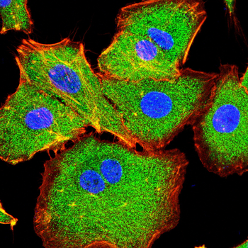 YWHAQ Antibody