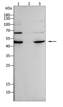 PGK1 Antibody