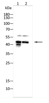 PGK1 Antibody