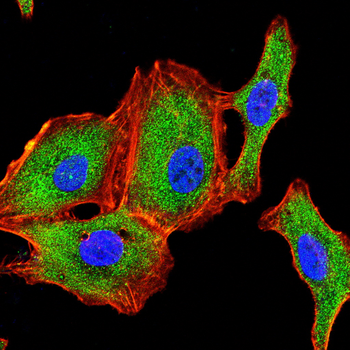 FDPS Antibody