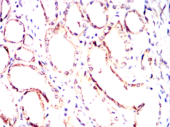 FDPS Antibody