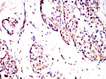 FDPS Antibody