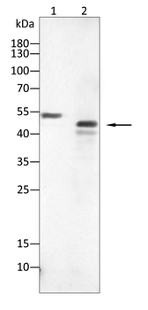 FDPS Antibody